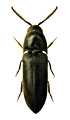 Eucnemis capucina