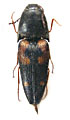 Gamepenthes lijingkei