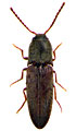 Glyphonyx occidentalis