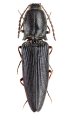Gnathodicrus similis