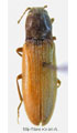 Harminius flavipennis