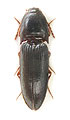 Haterumelater picinus