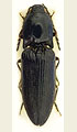 Hemicrepidius hirtus