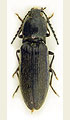 Hemicrepidius niger
