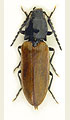 Hemicrepidius niger