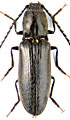 Hemicrepidius niger