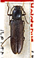 Hemicrepidius perniger