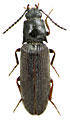 Hemicrepidius rahmei