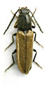 Hemicrepidius schneideri