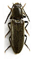 Hemicrepidius schneideri