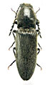 Hemicrepidius tartarus