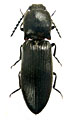 Hemicrepidius tartarus