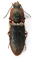 Homotechnes opacicollis