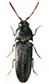 Hylis foveicollis