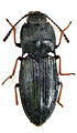 Hypnoidus brezinai