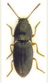 Hypnoidus consobrinus