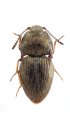 Hypnoidus gansuensis