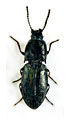 Hypnoidus narynensis