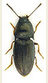 Hypnoidus riparius