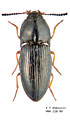 Hypnoidus riparius