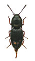 Hypnoidus sajanus