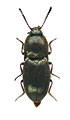 Hypnoidus tuvensis