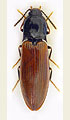 Hypoganus inunctus