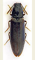 Hypoganus inunctus