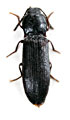 Hypoganus sichuanensis