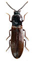 Hypoganus sichuanensis