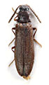 Hypoganus tibetis