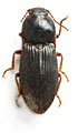 Hypolithus motschulskyi