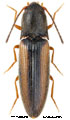 Idolus adrastoides