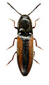 Idolus picipennis