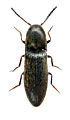 Idolus picipennis