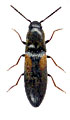 Idolus picipennis