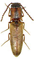 Idotarmonides gracilis