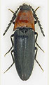 Ischnodes sanguinicollis