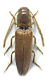 Isidus moreli