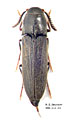 Isorhipis minuta