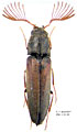 Isorhipis nigriceps