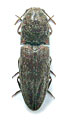 Lacon modestus