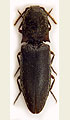 Lacon unicolor