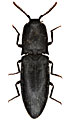 Lacon unicolor