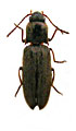 Lanecarus fujianensis