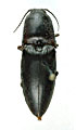 Lanelater saudarabicus