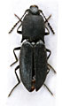 Ligmargus ineptus