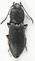 Ligmargus wrasei