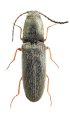 Limonius rufangulus