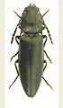 Liotrichus affinis